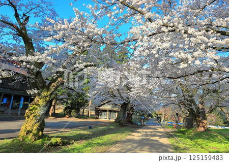 国指定史跡　松ヶ岡開墾場 125159483