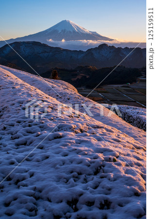 雪景色の清水吉原の茶畑と富士山 125159511