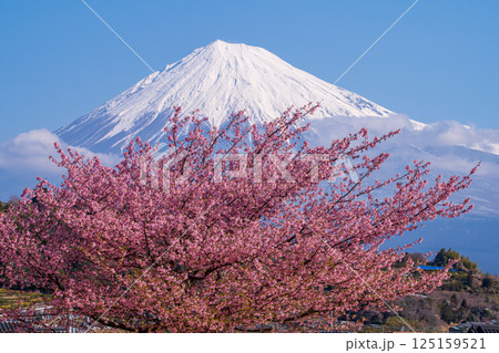 河津桜と富士山 125159521