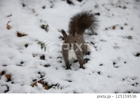 秋の森のエゾリス 秋の森のエゾリス 125159536