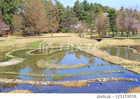 春の国営アルプスあづみの公園 堀金・穂高地区 125159556