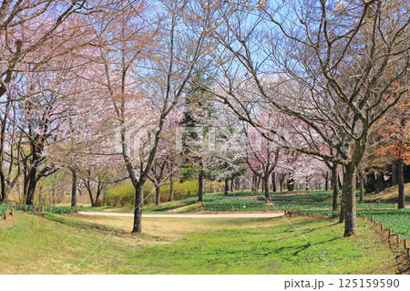春の国営アルプスあづみの公園 堀金・穂高地区 春の国営アルプスあづみの公園 堀金・穂高地区 125159590