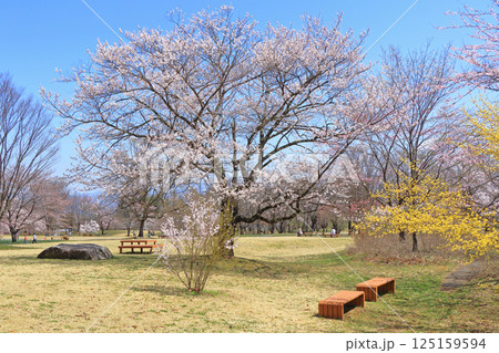 春の国営アルプスあづみの公園 堀金・穂高地区 125159594