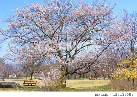 春の国営アルプスあづみの公園 堀金・穂高地区 125159595