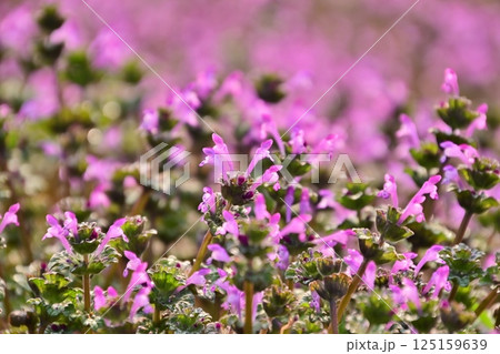 春の陽を浴びホトケノザをクローズアップ 125159639