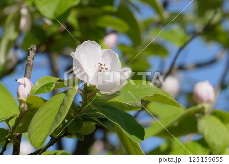 マルメロの白い花のアップ 125159655
