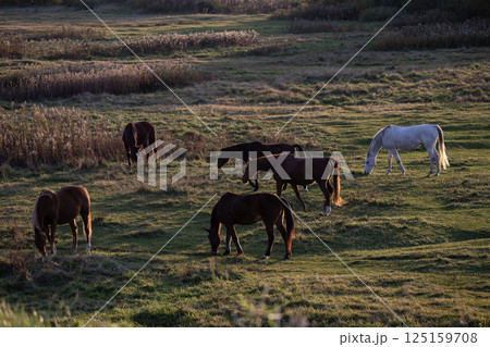 水辺のサラブレッド 125159708