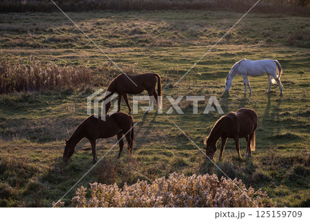 水辺のサラブレッド 水辺のサラブレッド 125159709