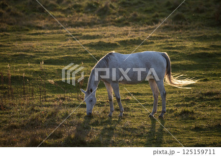 水辺のサラブレッド 水辺のサラブレッド 125159711