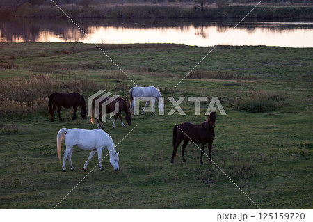 水辺のサラブレッド 125159720