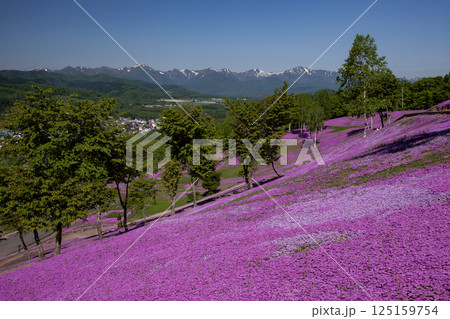滝上町の絶景芝桜 滝上町の絶景芝桜 125159754