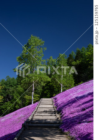 滝上町の絶景芝桜 125159765