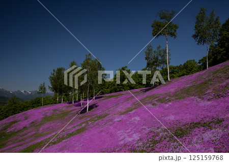 滝上町の絶景芝桜 滝上町の絶景芝桜 125159768
