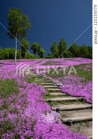 滝上町の絶景芝桜 滝上町の絶景芝桜 125159779