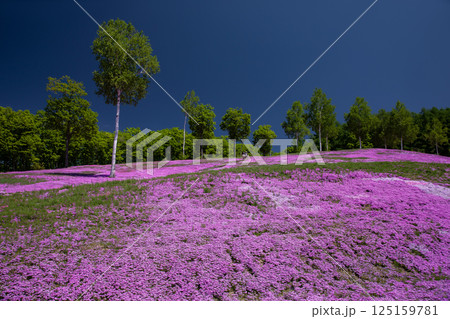 滝上町の絶景芝桜 125159781