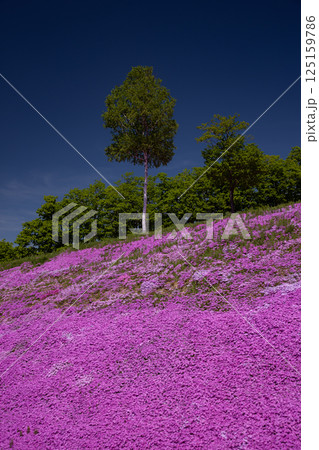 滝上町の絶景芝桜 125159786
