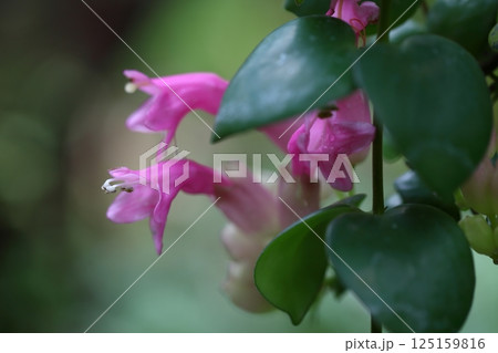 エスキナンサス・タイピンクの花 125159816