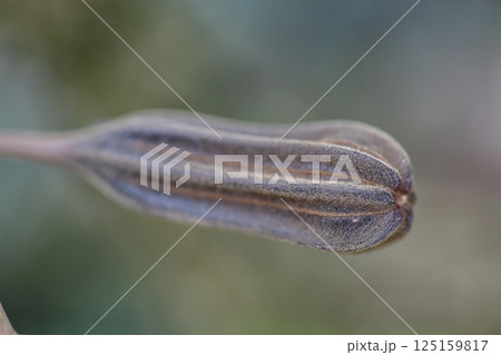 アリストロキア・サルバドレンシスの実 アリストロキア・サルバドレンシスの実 125159817