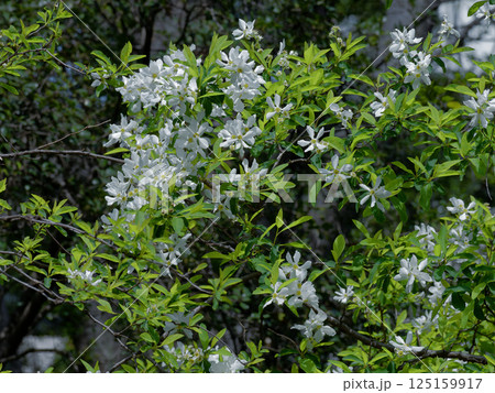 バラ科の園芸種リキュウバイの白い花 125159917