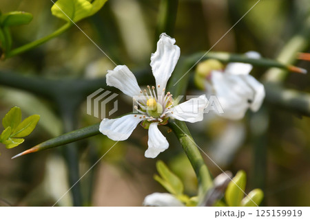 カラタチの花 125159919