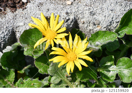 ワタゲハナグルマ Cape weed 125159920