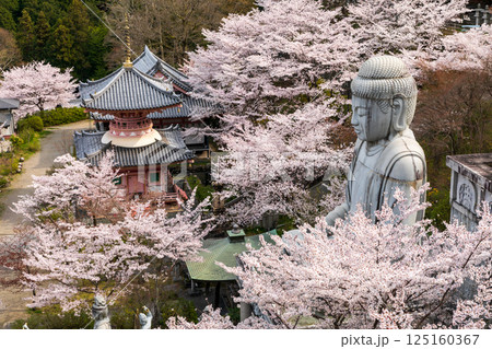 壺阪寺の大仏石像と桜 125160367