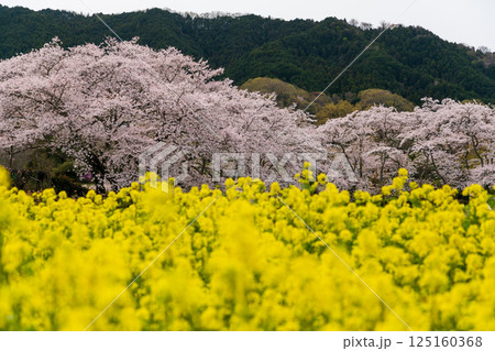 石舞台古墳の桜と菜の花 石舞台古墳の桜と菜の花 125160368