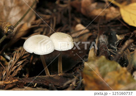 晩秋、杉林の落ち葉とともにママボーロのような乳白色のかわいいスギエダタケ茸（自然環境下マクロ撮影） 125160737