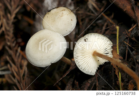杉落ち葉とママボーロのような乳白色のかわいいスギエダタケ茸（表裏比較・自然環境下マクロ撮影） 125160738