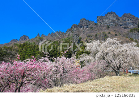 枝垂れ桜と妙義山 125160835