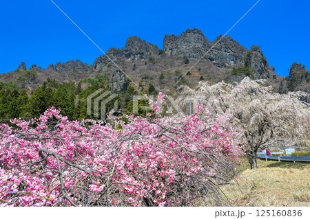 シダレザクラと妙義山 125160836