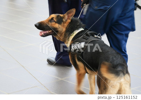 イベント会場を警戒する警備犬 大阪府警の警察犬 イベント会場を警戒する警備犬 大阪府警の警察犬 125161152