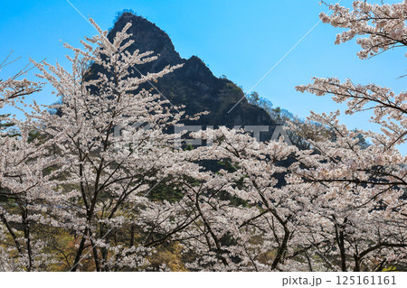 三角岩と桜 三角岩と桜 125161161