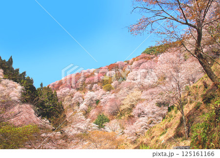 世界遺産 吉野大峯の満開の桜 世界遺産 吉野大峯の満開の桜 125161166