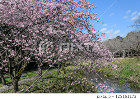 小川が流れる満開の桜並木 小川が流れる満開の桜並木 125161172