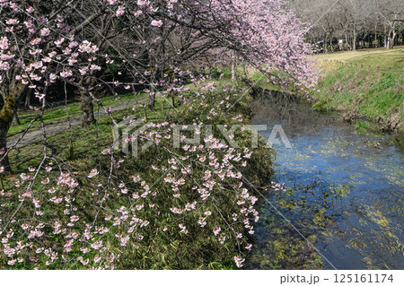 小川が流れる満開の桜並木 小川が流れる満開の桜並木 125161174