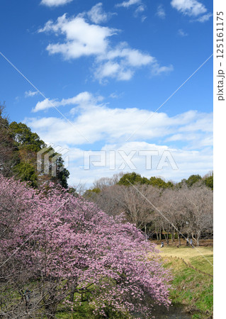青空に映えるピンクの桜の花 125161175