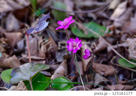 可憐なミスミソウの花 125161177