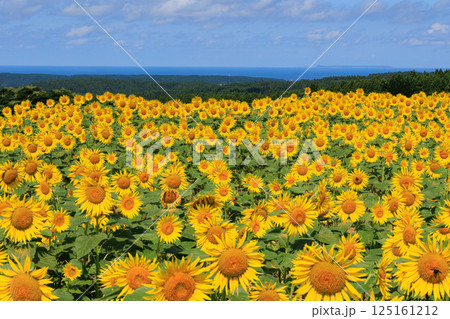 藤井ひまわり畑　山形県遊佐町 125161212