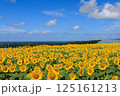 藤井ひまわり畑　山形県遊佐町 125161213