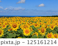 藤井ひまわり畑　山形県遊佐町 125161214