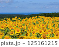 藤井ひまわり畑　山形県遊佐町 125161215