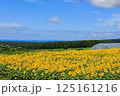 藤井ひまわり畑　山形県遊佐町 125161216