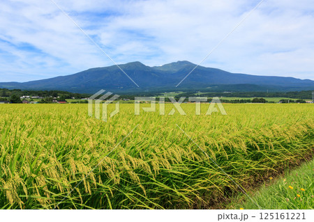 鳥海山と田園風景 山形県遊佐町 鳥海山と田園風景 山形県遊佐町 125161221