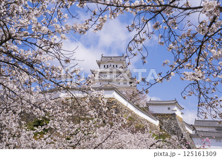 桜に彩られた姫路城の天守閣 桜に彩られた姫路城の天守閣 125161309