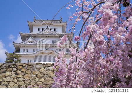 桜に彩られた姫路城の天守閣　　　 125161311