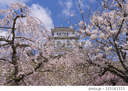 桜に彩られた姫路城の天守閣　　　 125161313