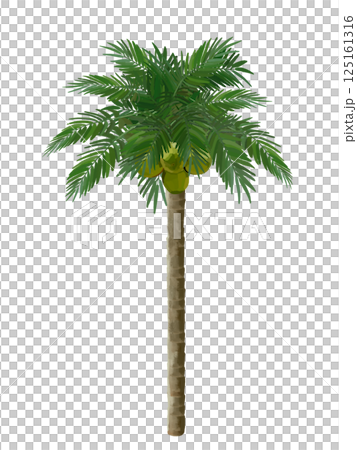 椰子樹（有椰子） 125161316