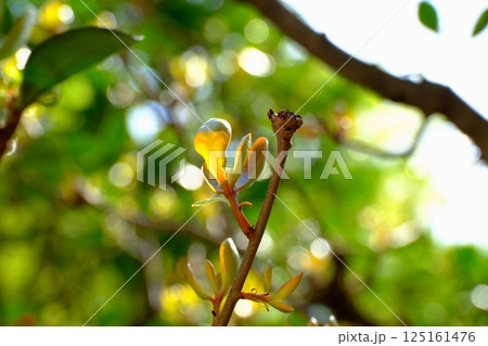 芽吹き　庭木の王モッコクの木 125161476