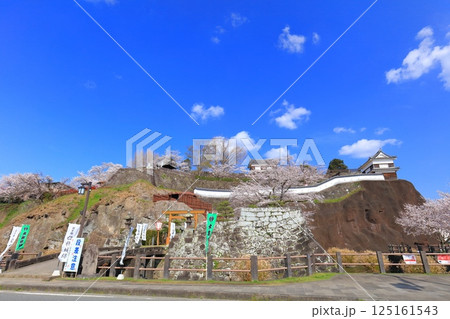 【大分県】快晴の臼杵城と満開の桜（臼杵城址桜まつり 125161543
